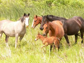 Horse_Herd